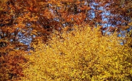 IMG_20171017_112447_HDR