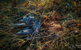 IMG_20171017_115704_HDR