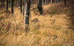 _DSC6703