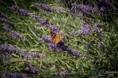 img_0484