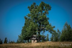 img_0504