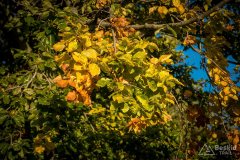 img_0896
