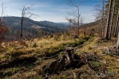 IMG_1181