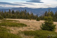 Szczytowe polanki Muńcoła