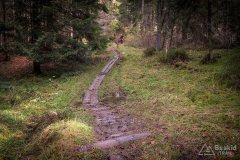 Na niebieskim szlaku granicznym Krawców Wierch - Trzy Kopce (okolice przełęczy Bory Orawskie)