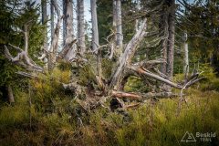 Na żółtym szlaku z Rysianki na Romankę