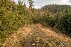 Leśny singiel/trail z Hali Cukiernicy na Zapolankę