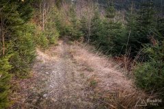 Leśny singiel/trail z Hali Cukiernicy na Zapolankę