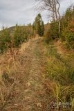 Leśny singiel/trail z Hali Cukiernicy na Zapolankę