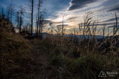 Leśny singiel/trail z Hali Cukiernicy na Zapolankę