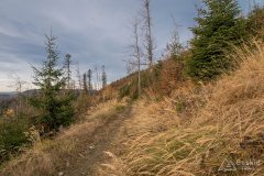 Leśny singiel/trail z Hali Cukiernicy na Zapolankę