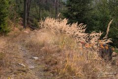 Leśny singiel/trail z Hali Cukiernicy na Zapolankę