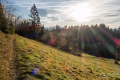 Leśny singiel/trail z Hali Cukiernicy na Zapolankę