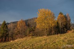 Na grzbiecie z Zapolanki przez Wilczy Groń i Compel