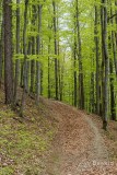 Zielony szlak z  Przełęczy Targanickiej na Przełęcz Kocierską