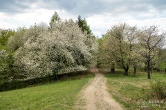 Żółty szlak z Kiczery do Czańca
