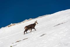 _DSC4433