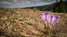 IMG_20170517_124521_HDR