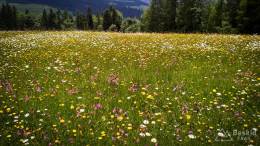 IMG_20170604_121723_HDR