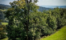 IMG_20170910_123603_HDR