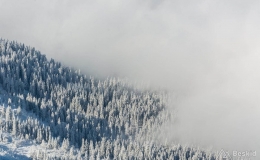 _DSC7117