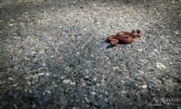 IMG_20180513_103827_HDR