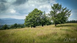 IMG_20180620_120637_HDR