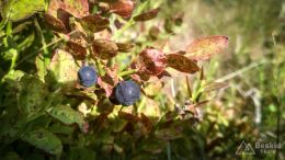 IMG_20180724_162842_HDR