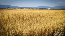 IMG_20180724_183635_HDR