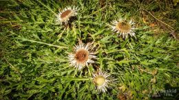 IMG_20180816_145100_HDR