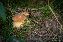 _DSC7752
