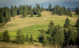 _DSC7840