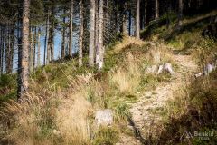 _DSC7945
