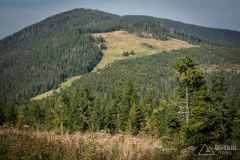 _DSC7954