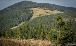 _DSC7954