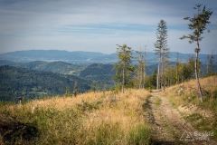 _DSC7967