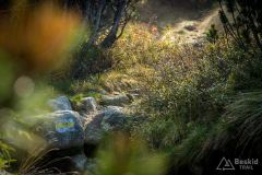 _DSC7997