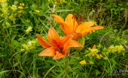 IMG_20190623_130439