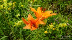IMG_20190623_130439