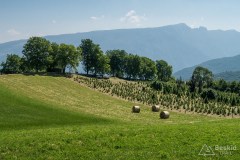 img_0223