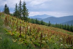 img_0434