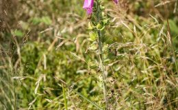 img_0526
