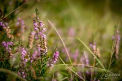 img_0828