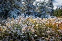 img_1007