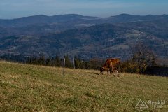 IMG_1115