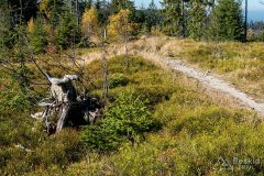 IMG_1124