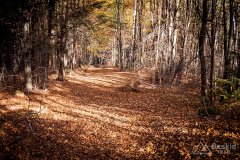 IMG_1133