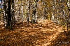 IMG_1137