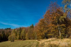IMG_1141