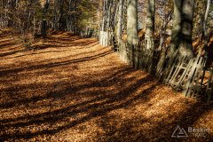 IMG_1142